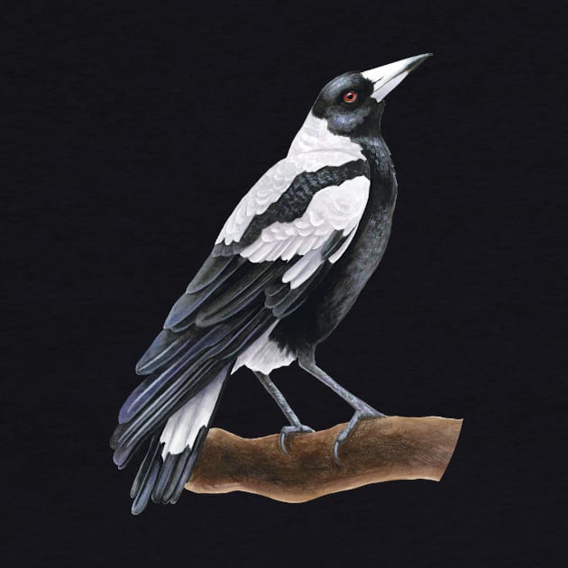 Australian Magpie by Warbler Creative